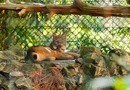 Canada Lynx layin on a rock at the the Salisbury Zoo near Quantico, MD